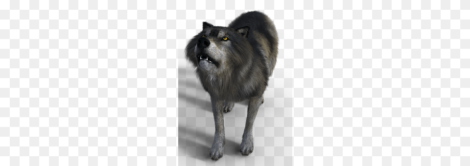 Wolf Animal, Mammal, Canine, Dog Free Png Download