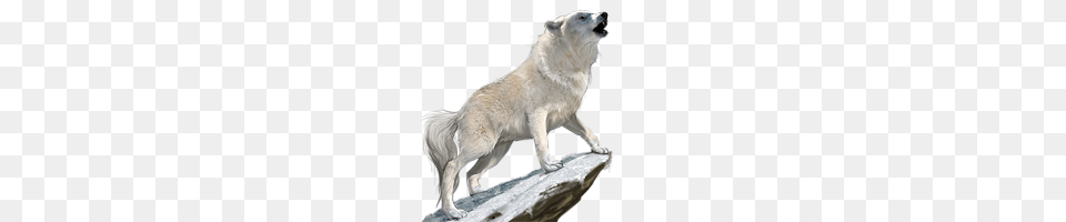 Wolf, Animal, Canine, Dog, Mammal Free Transparent Png