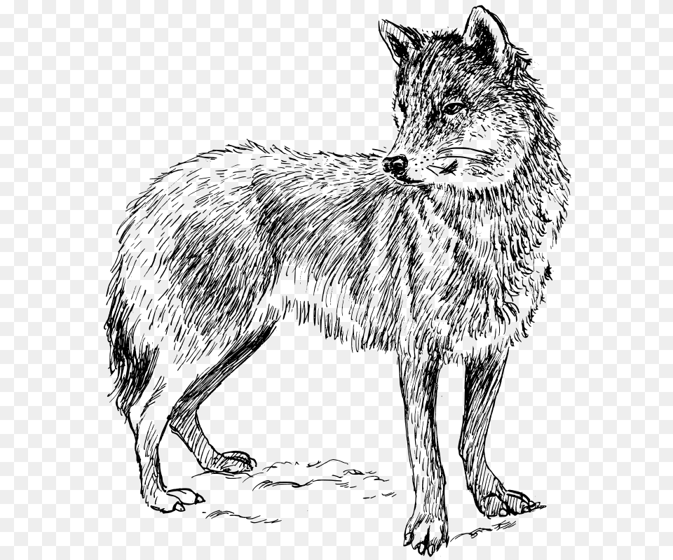 Wolf, Gray Free Transparent Png