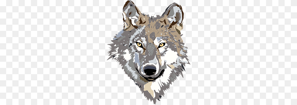 Wolf Animal, Mammal, Coyote, Canine Png