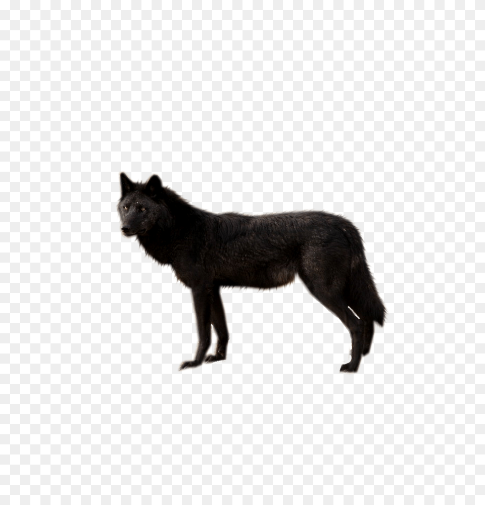 Wolf, Animal, Canine, Dog, Mammal Free Transparent Png