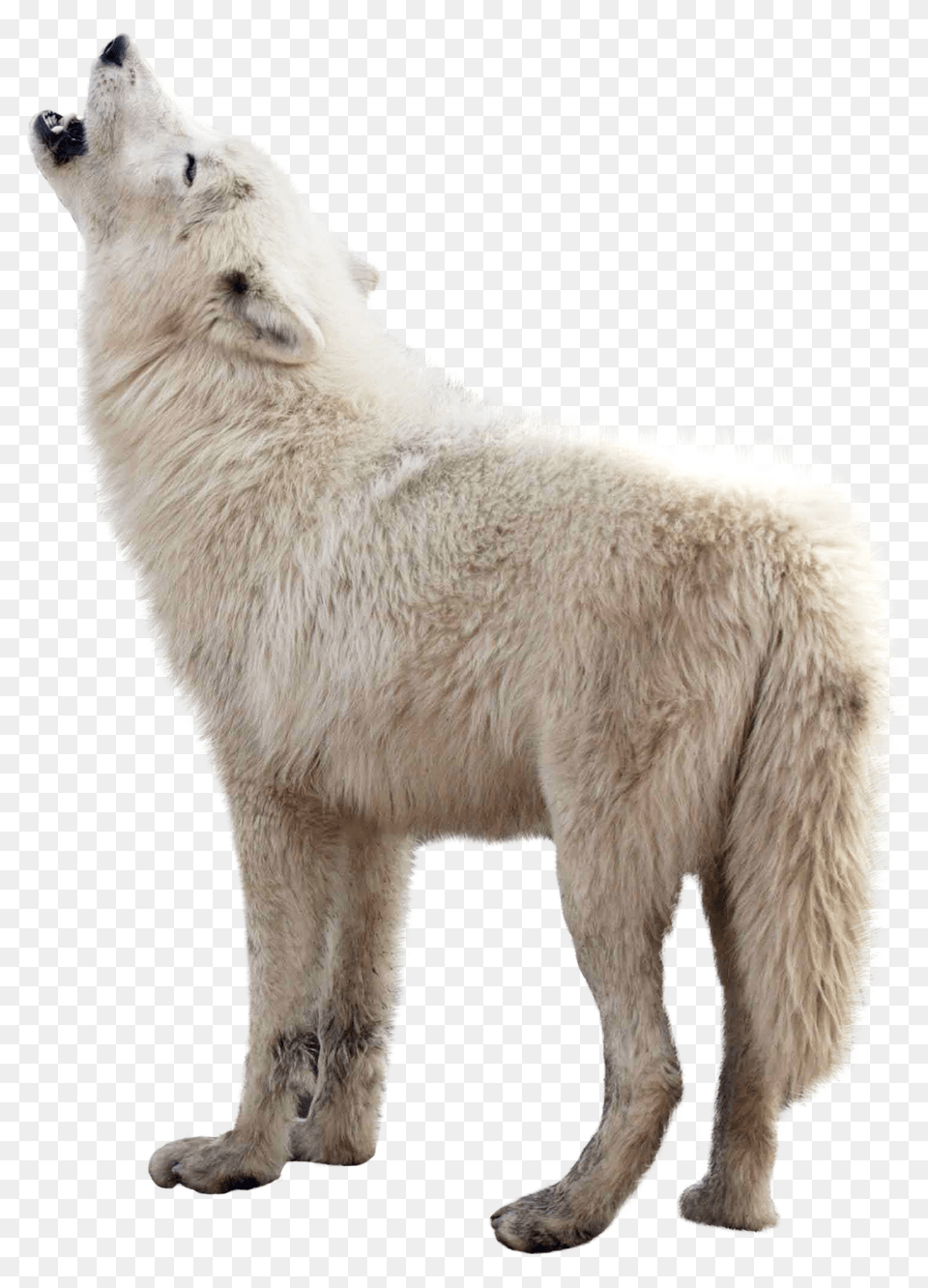 Wolf, Animal, Canine, Dog, Mammal Png Image