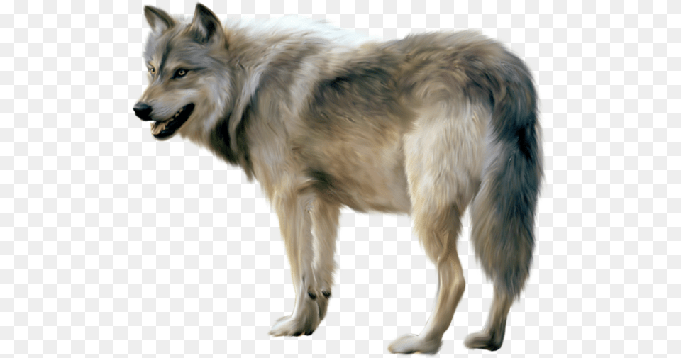 Wolf, Animal, Canine, Dog, Mammal Free Transparent Png