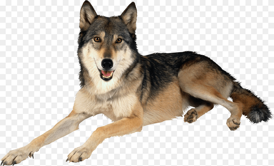 Wolf, Animal, Canine, Dog, Mammal Free Transparent Png