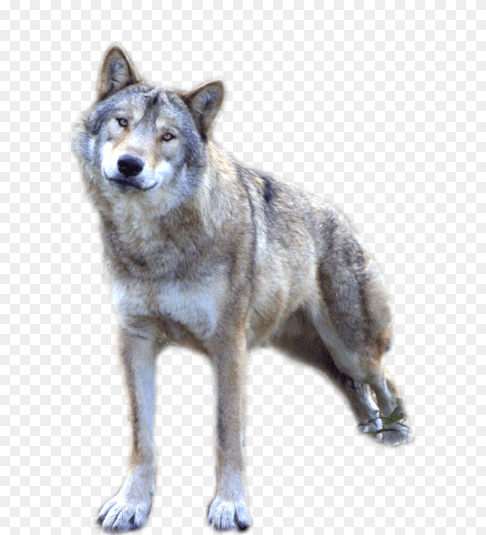 Wolf, Animal, Canine, Dog, Mammal Png