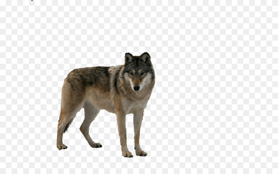 Wolf, Animal, Canine, Dog, Mammal Free Png