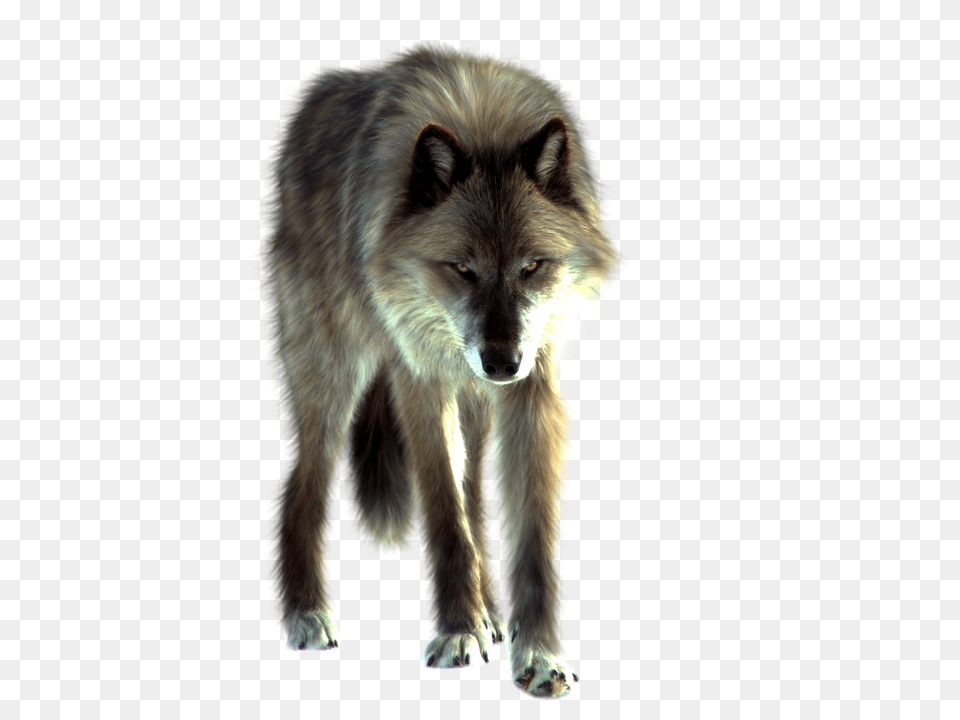 Wolf, Animal, Canine, Dog, Mammal Png