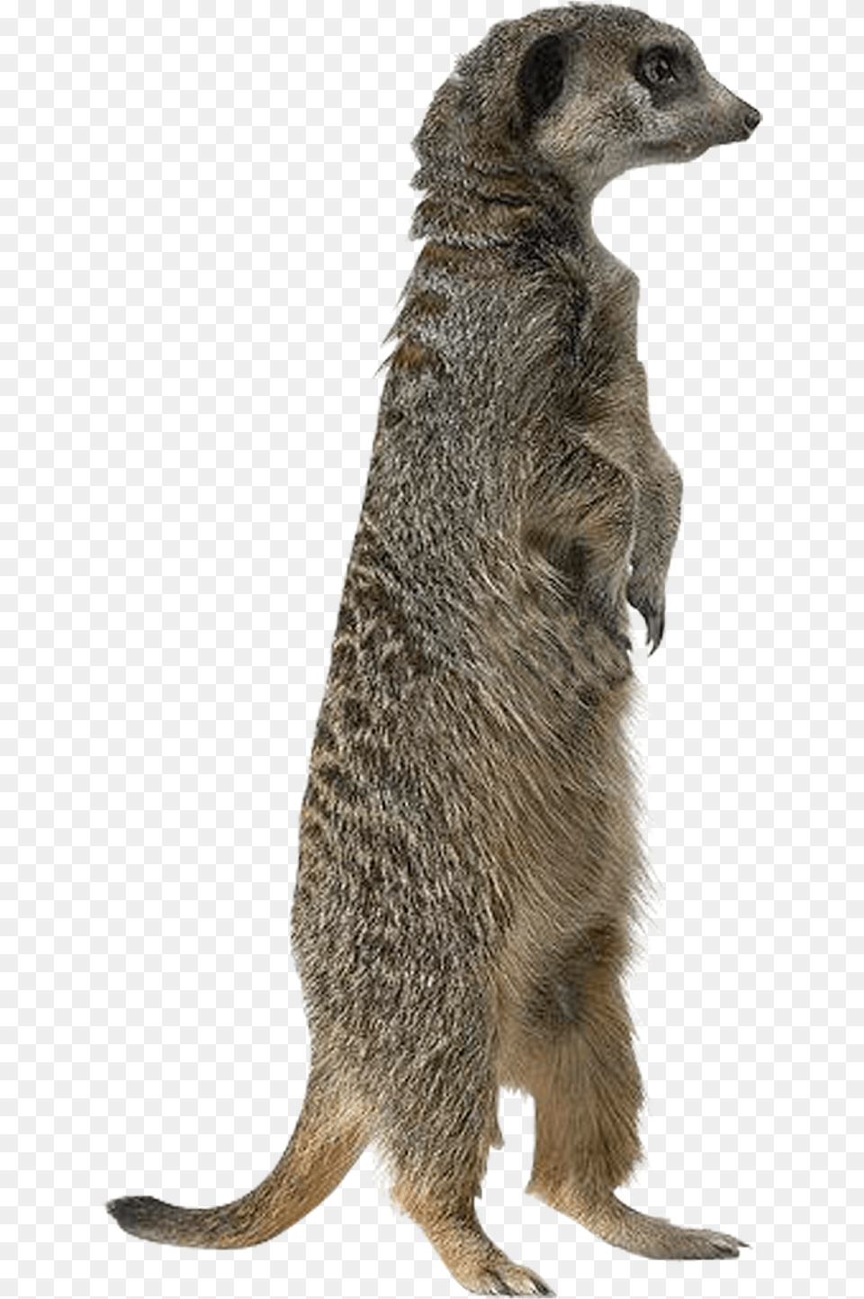Wolf, Animal, Mammal, Wildlife, Meerkat Png Image