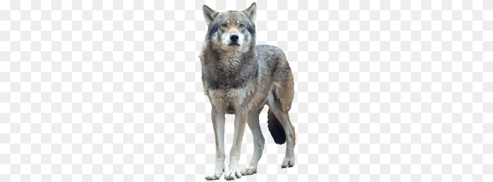 Wolf, Animal, Canine, Mammal, Red Wolf Png Image