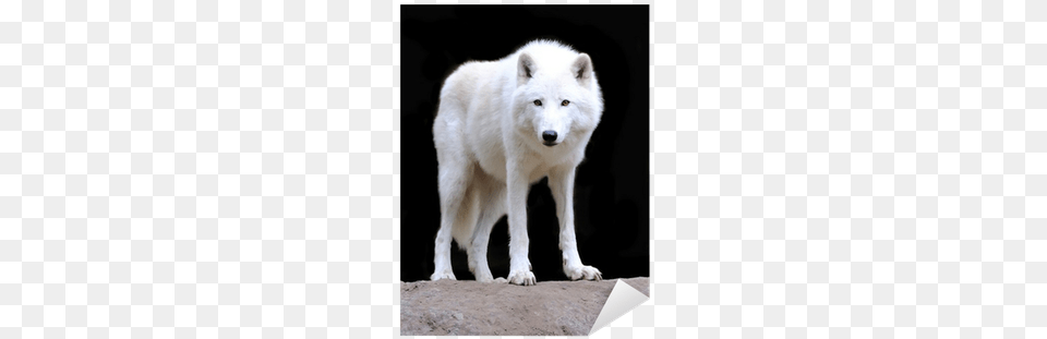 Wolf, Animal, Canine, Dog, Mammal Free Png