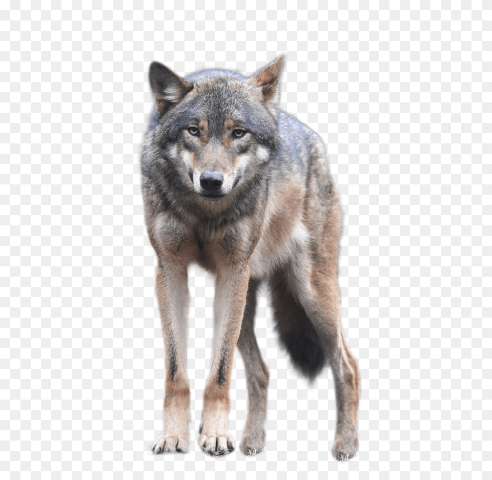Wolf, Animal, Canine, Dog, Mammal Free Transparent Png