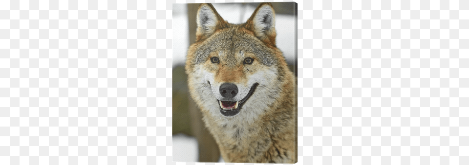Wolf, Animal, Coyote, Mammal, Canine Png Image