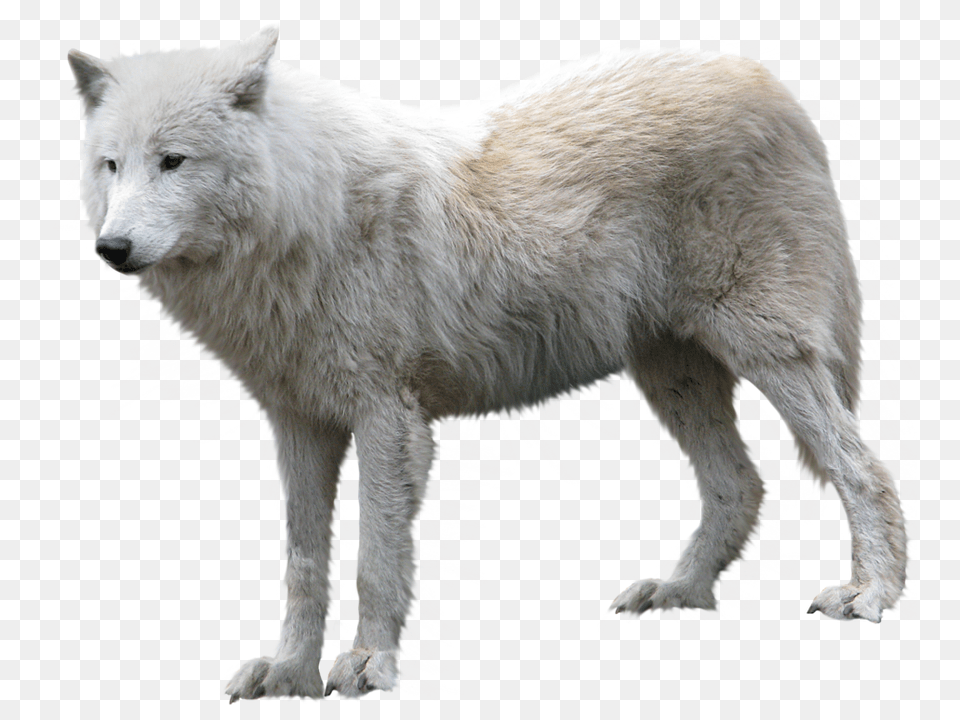 Wolf, Animal, Canine, Dog, Mammal Free Png