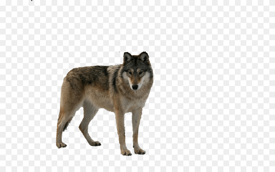 Wolf Png Image