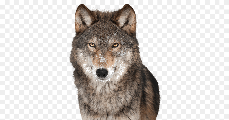 Wolf, Animal, Coyote, Mammal, Bear Free Transparent Png