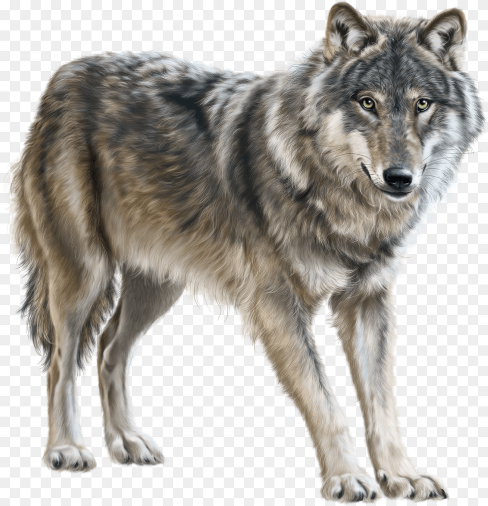 Wolf, Animal, Mammal, Canine, Dog Free Transparent Png