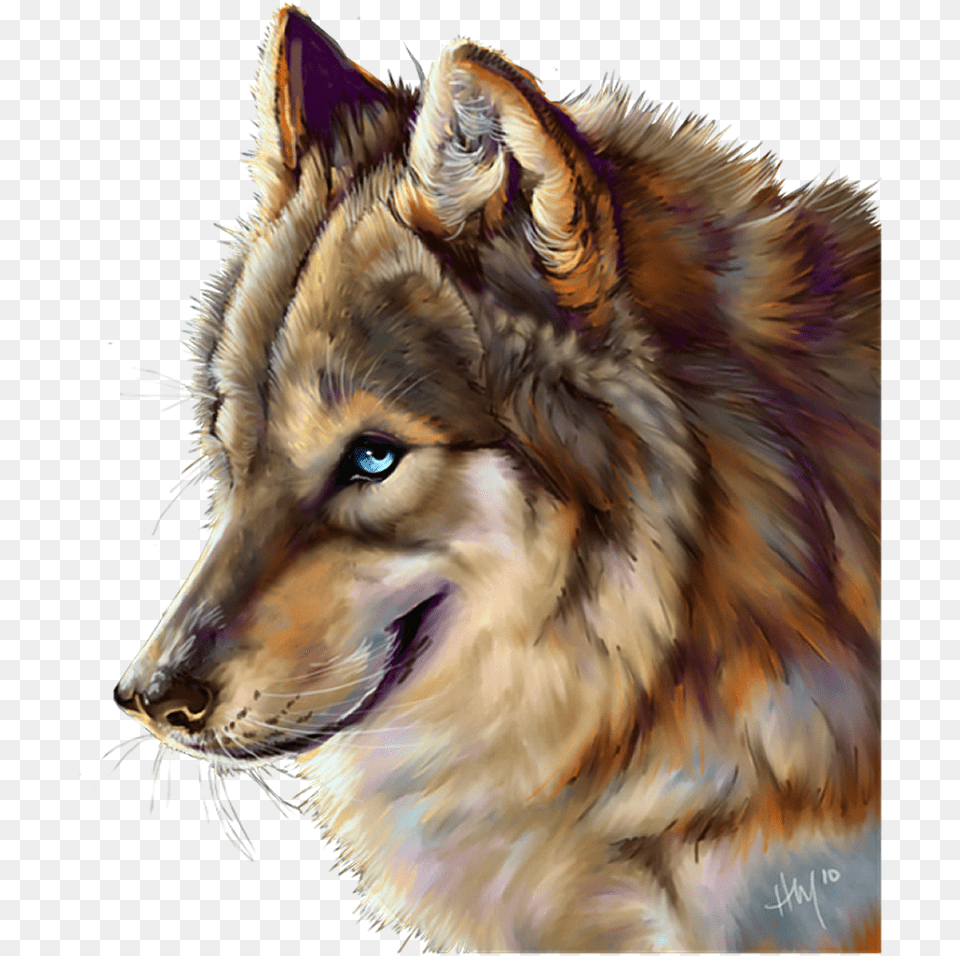 Wolf, Animal, Mammal, Bird, Canine Png