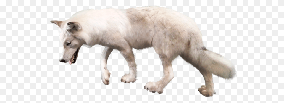 Wolf, Animal, Canine, Dog, Mammal Free Png