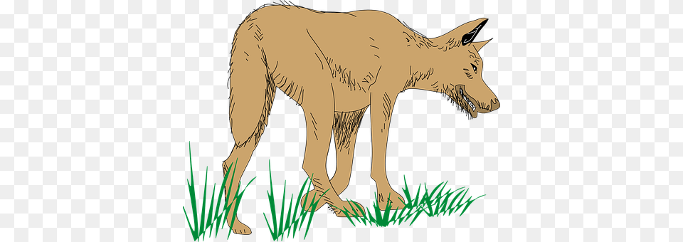 Wolf Mammal, Animal, Coyote, Red Wolf Free Png