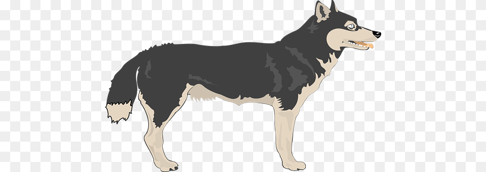 Wolf Animal, Mammal, Coyote, Person Free Transparent Png