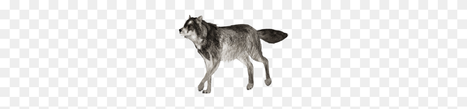 Wolf, Animal, Mammal, Canine, Dog Png Image