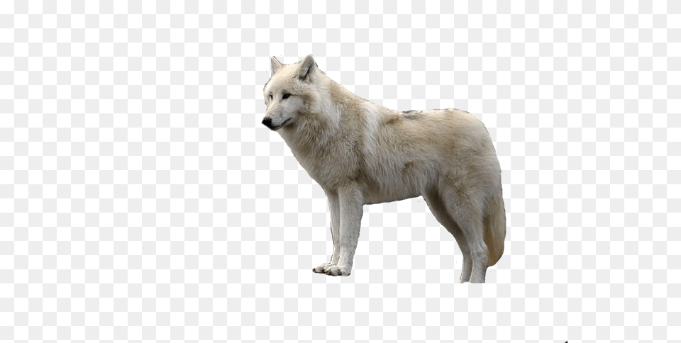 Wolf, Animal, Canine, Dog, Mammal Free Png Download