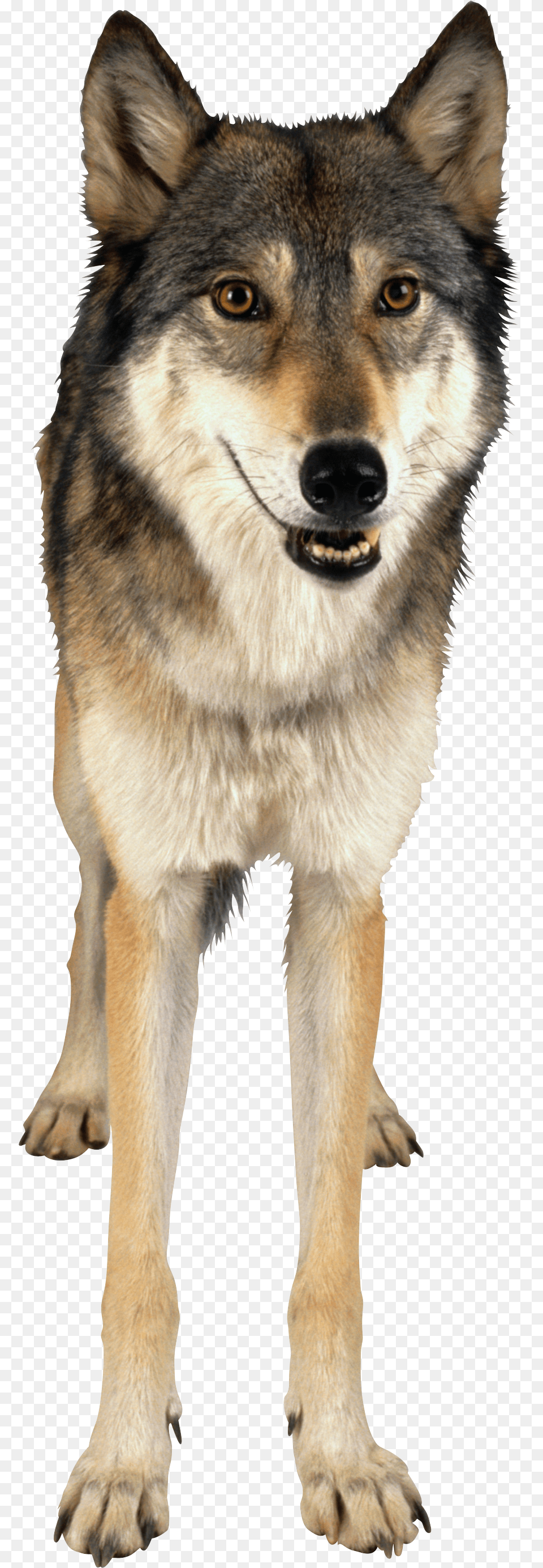 Wolf, Animal, Canine, Dog, Husky Png