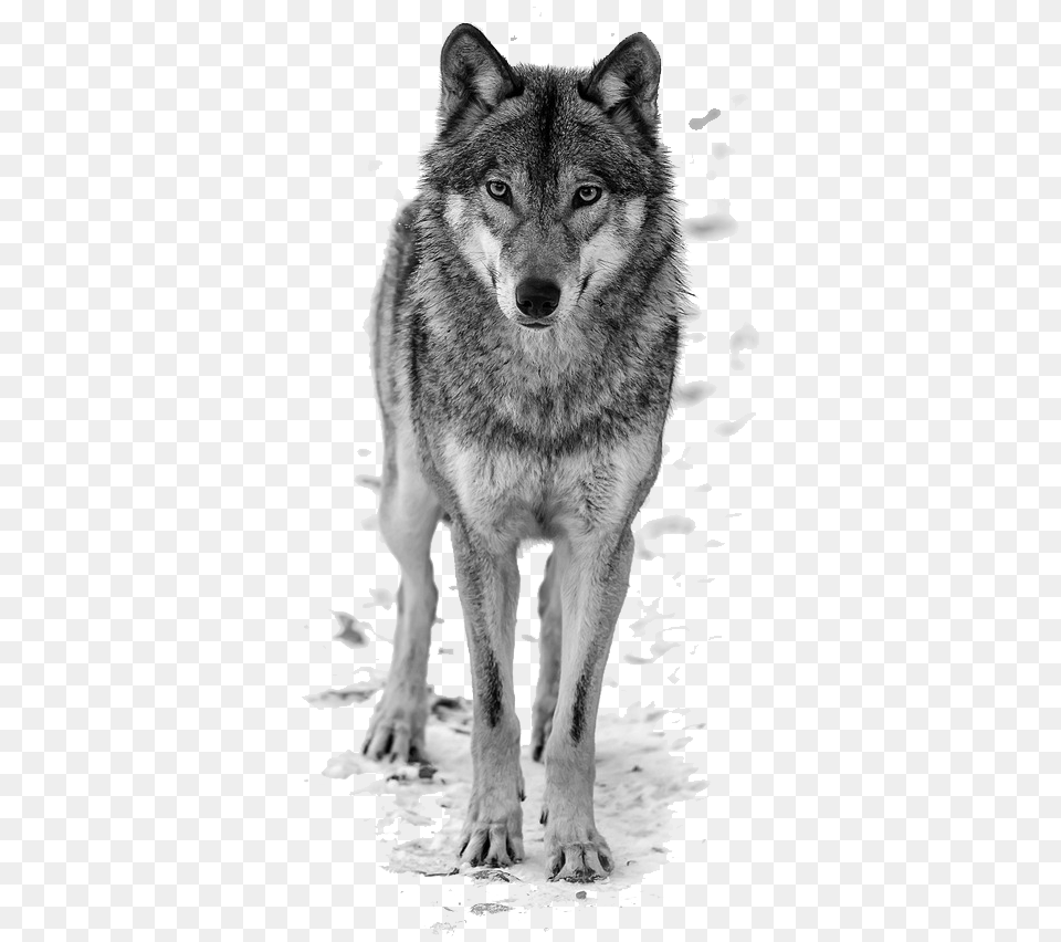 Wolf, Animal, Mammal, Canine, Dog Png Image