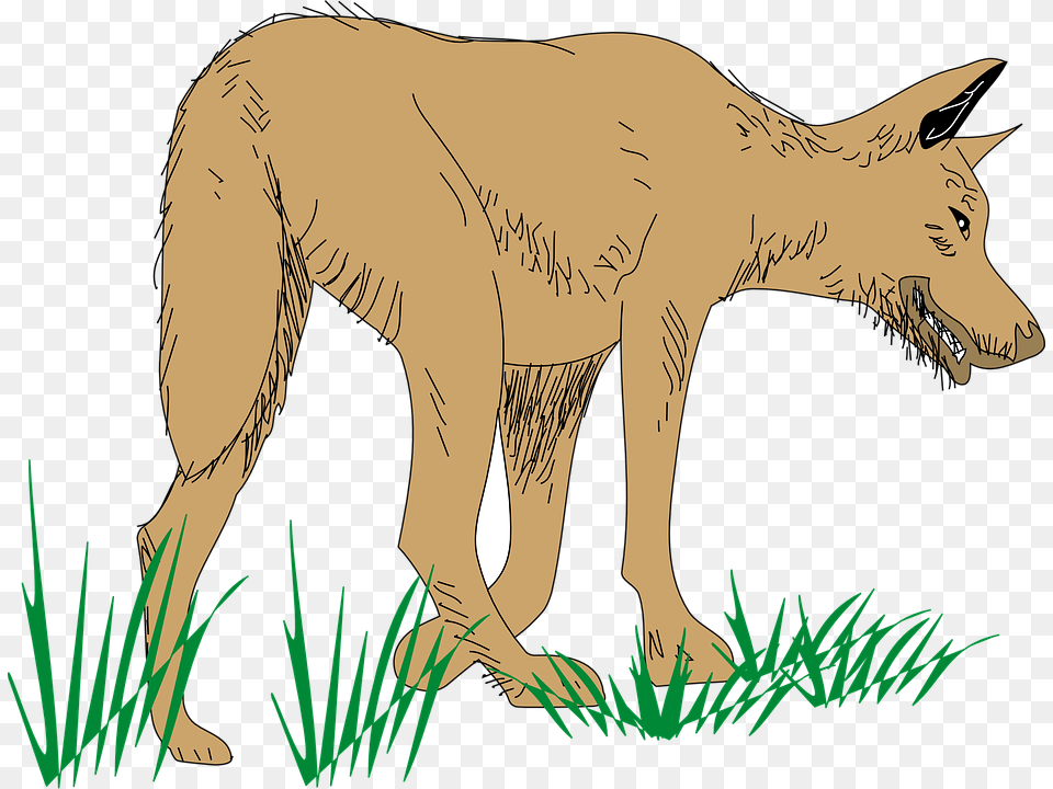 Wolf Animal Mammal Brown Grass Food Hunting Animated Walking Dog, Coyote, Red Wolf, Canine, Male Png Image