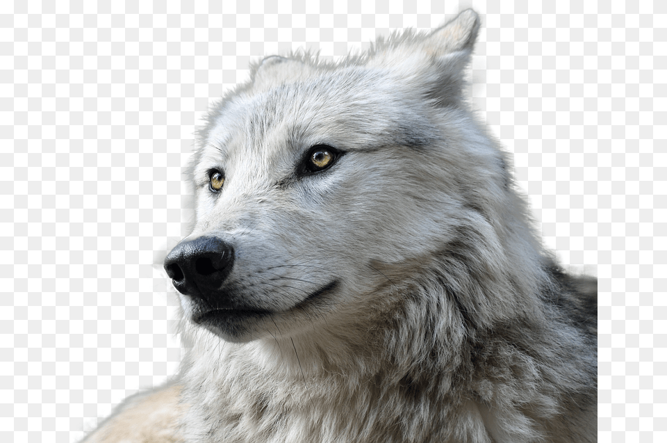 Wolf Animal Nature Animal World Risk Wolf, Canine, Dog, Mammal, Pet Png