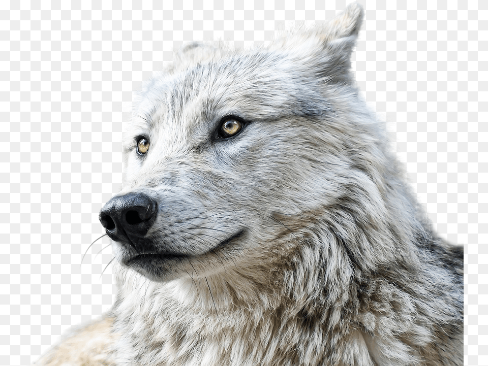 Wolf Animals Predator Free Photo On Pixabay, Animal, Canine, Dog, Mammal Png