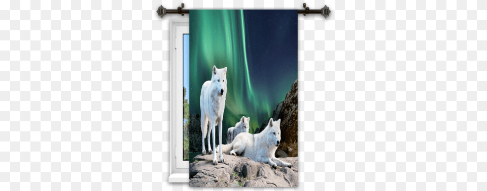 Wolf Aurora Window Curtains Blackout, Animal, Canine, Dog, White Dog Free Png Download