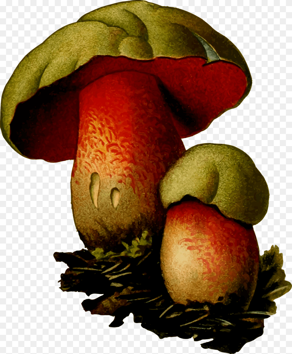 Wolf Bolete Mushroom, Agaric, Plant, Fungus, Amanita Png Image