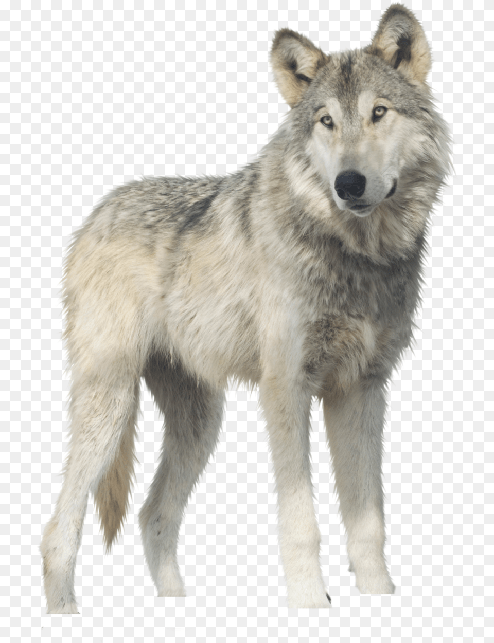 Wolf Canis Lupus, Animal, Canine, Dog, Mammal Free Transparent Png