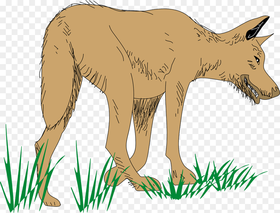 Wolf Clipart, Animal, Coyote, Mammal, Canine Free Png