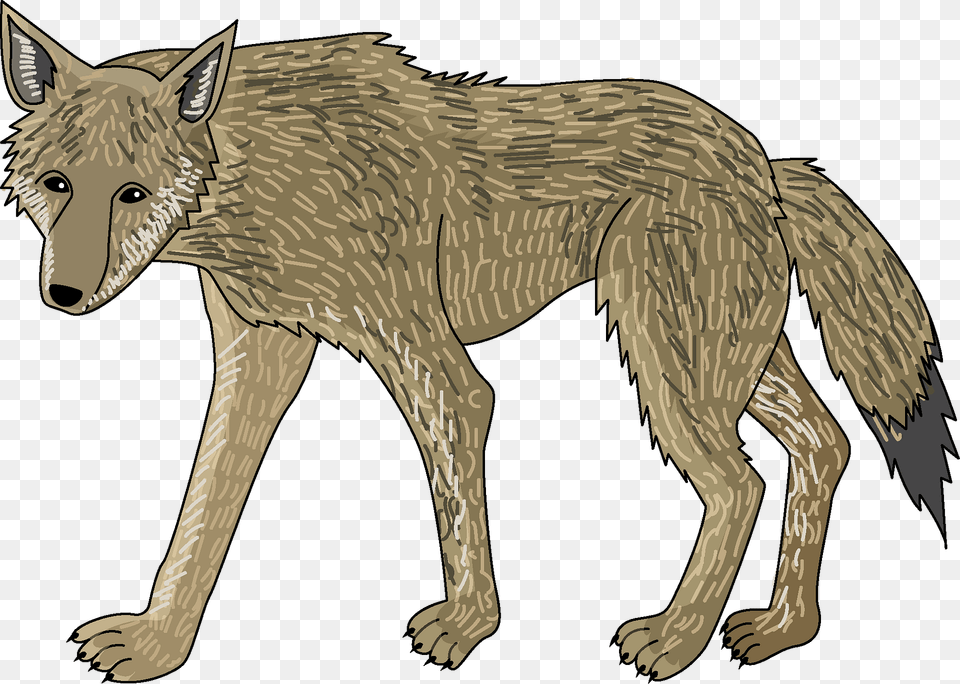 Wolf Clipart, Animal, Coyote, Mammal, Kangaroo Free Png