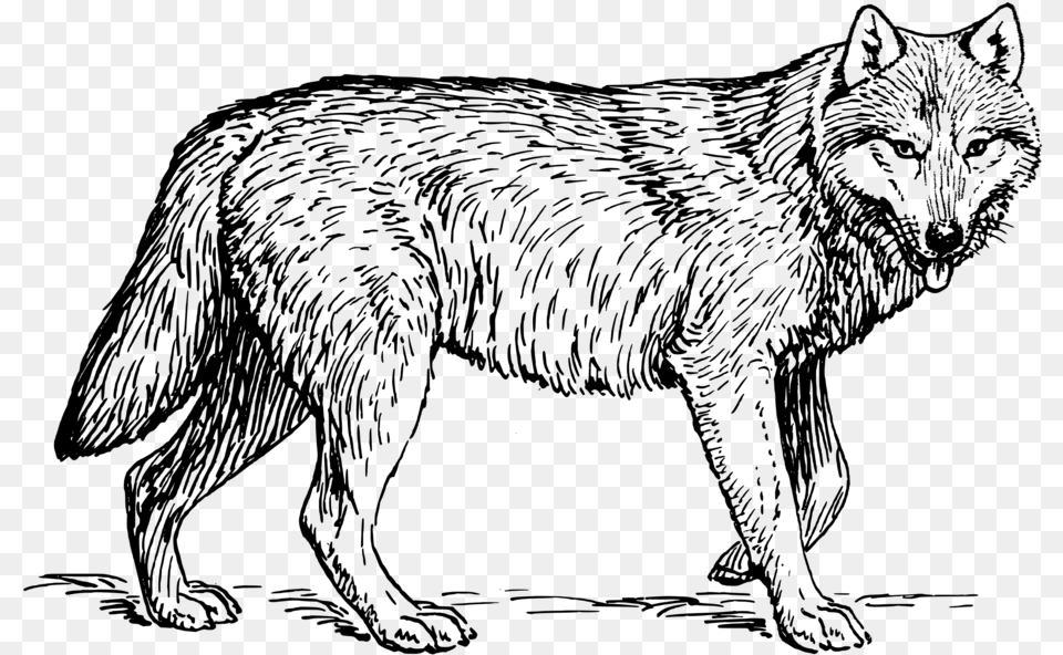 Wolf Clipart Black And White, Gray Free Png Download