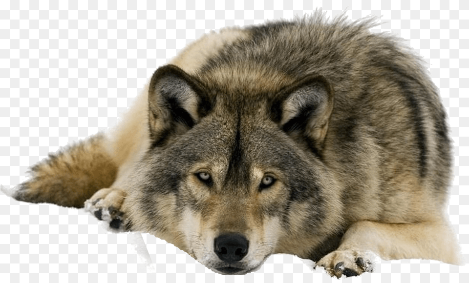 Wolf Clipart Gray Wolf Keystone Species, Animal, Canine, Dog, Mammal Png
