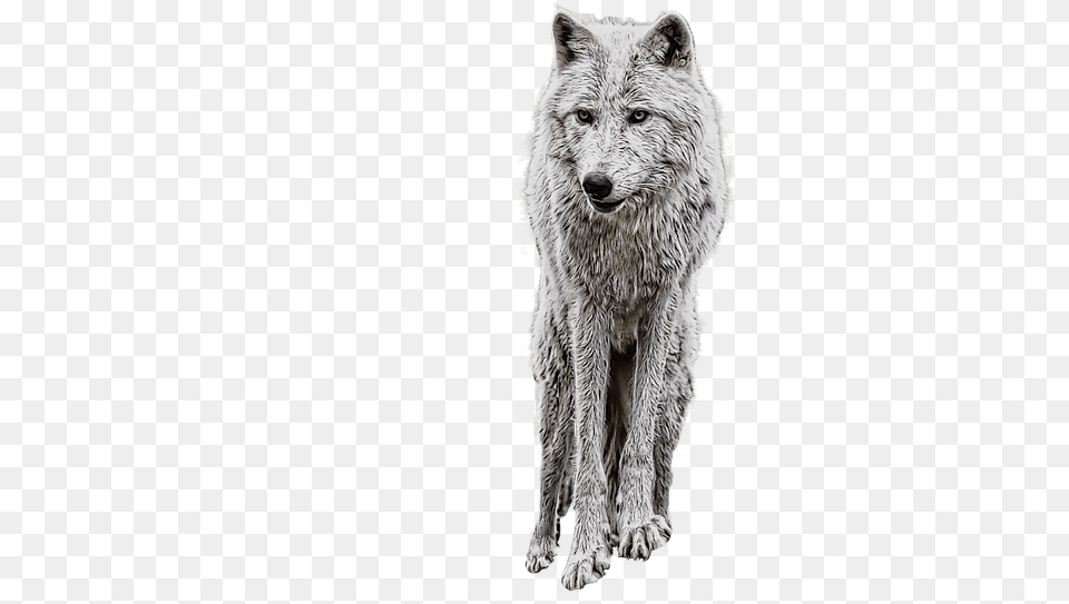 Wolf Clipart Manipulation Background And, Animal, Canine, Dog, Mammal Free Png Download