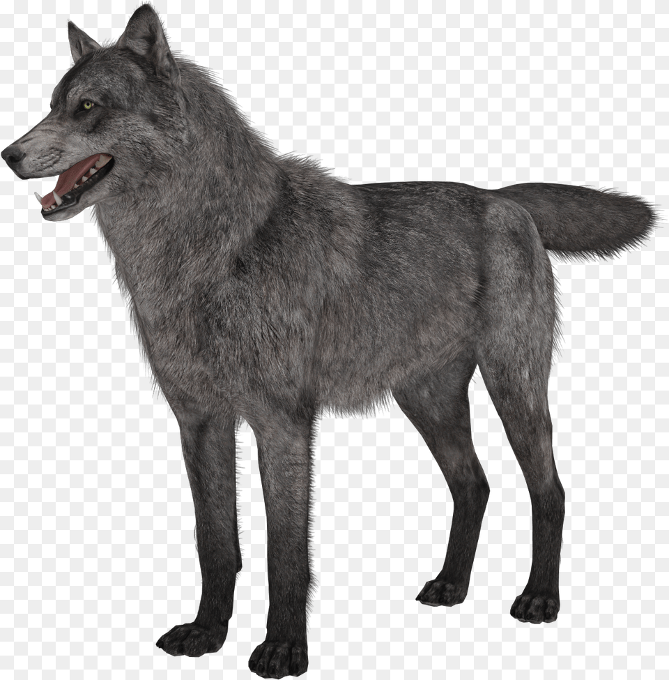 Wolf Clipart Transparent Background Call Of Duty Ghosts Wolves, Animal, Mammal, Canine, Dog Free Png
