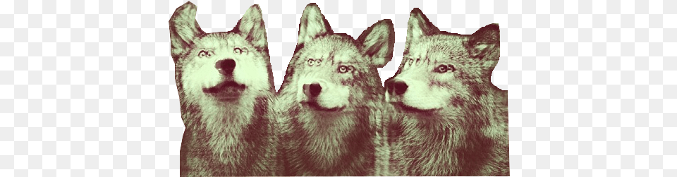 Wolf Clipart Tumblr Transparent Hipster Portadas Para Facebook, Animal, Mammal, Dog, Canine Png Image