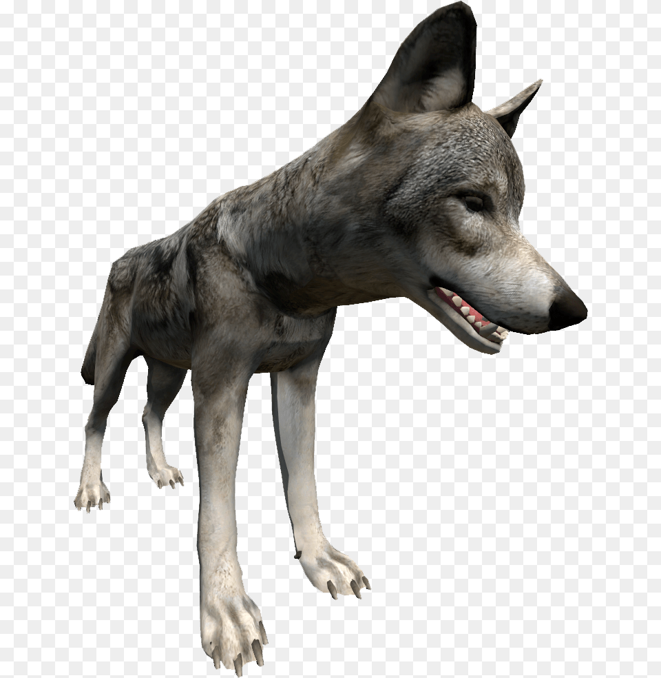 Wolf Close Up Right Wolf, Animal, Mammal, Canine, Red Wolf Png