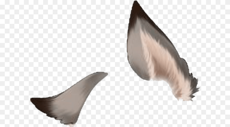 Wolf Ears Kawaii Rock Dove, Animal, Sea Life, Fish, Manta Ray Free Png