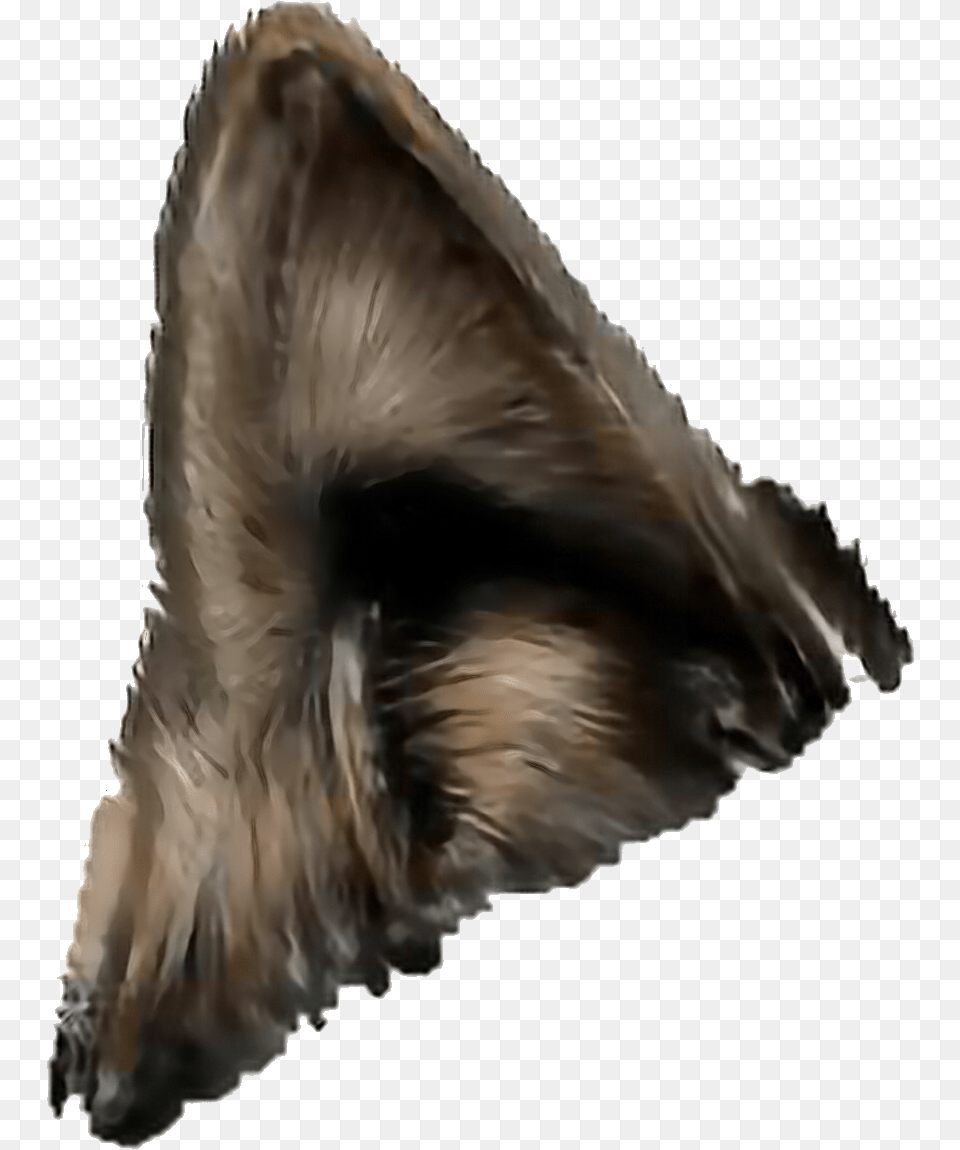 Wolf Ears Strong Hearing Furry Hair Animal Pack Wolf Ears, Bird, Mammal Png