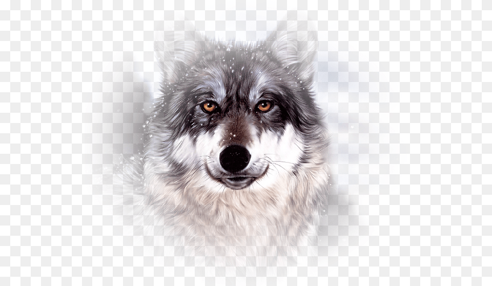 Wolf Face, Animal, Mammal, Canine, Dog Png