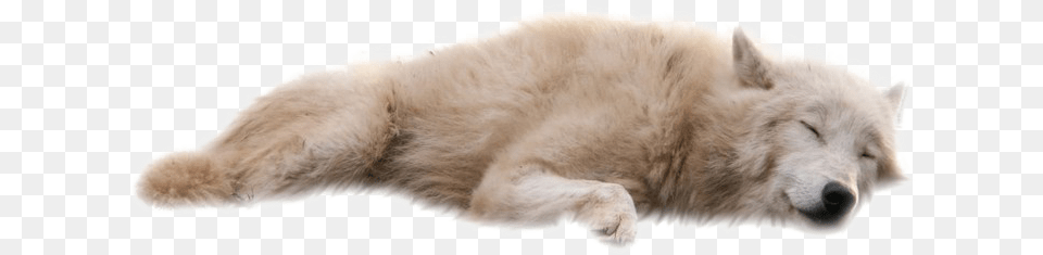 Wolf Wolf With A White Backround, Animal, Canine, Dog, Mammal Free Png Download