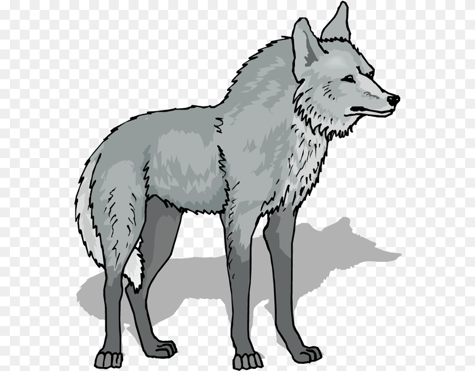 Wolf Gray Content Stockxchng Line Art Wildlife Background Wolf Clipart, Animal, Coyote, Mammal, Horse Png