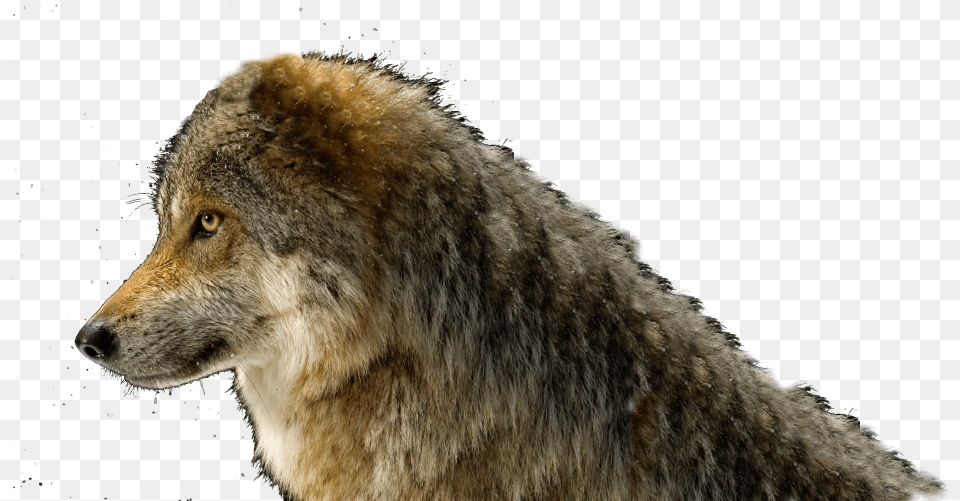 Wolf Head, Animal, Coyote, Mammal, Bear Free Png Download