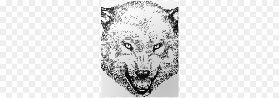 Wolf Head, Art, Drawing, Animal, Cat Png
