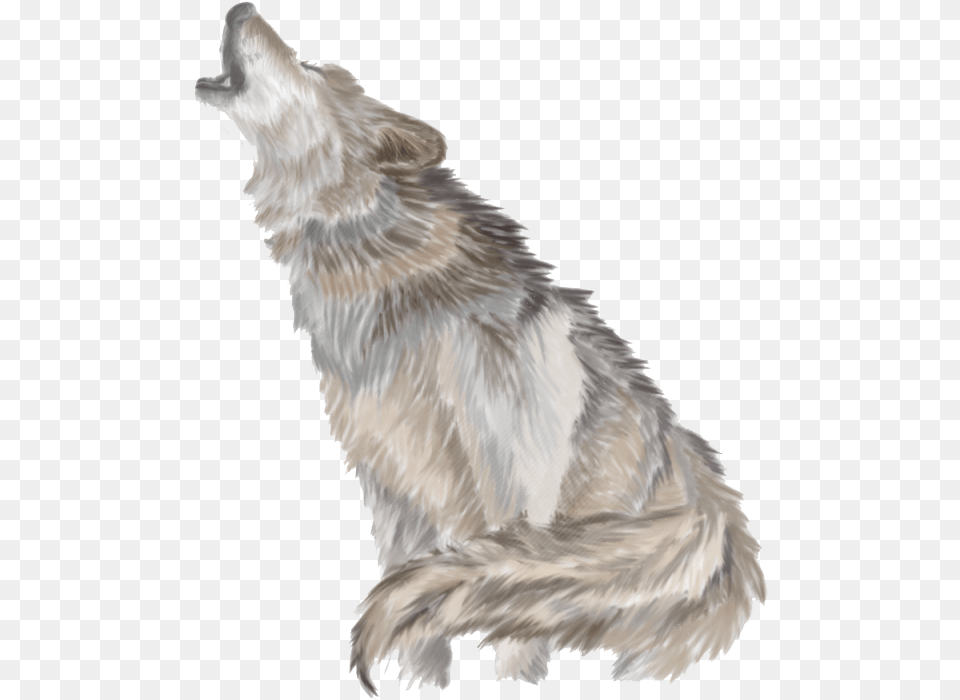 Wolf Howling, Animal, Mammal, Bird, Canine Free Png Download